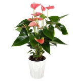 select Costco stores only: Tropical plants on sale